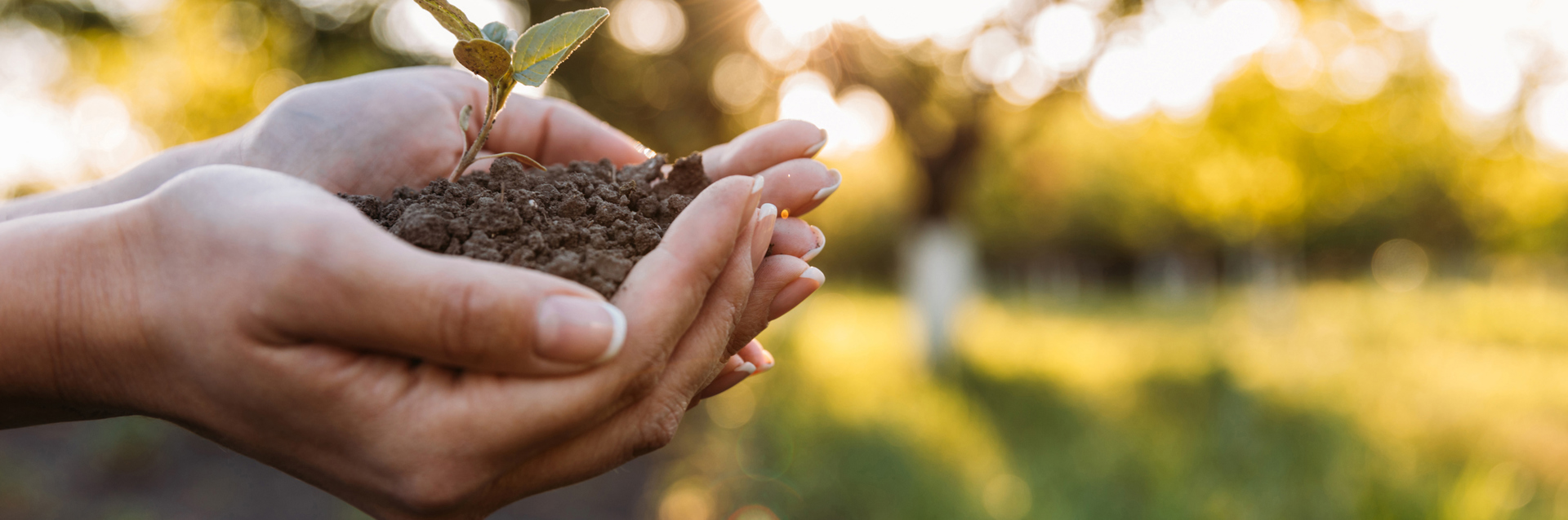 Hand holding a small plant in soil