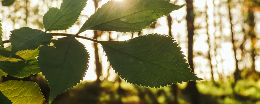 Beyondly-leaf-sunshine