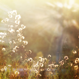 Flowers with sun shining