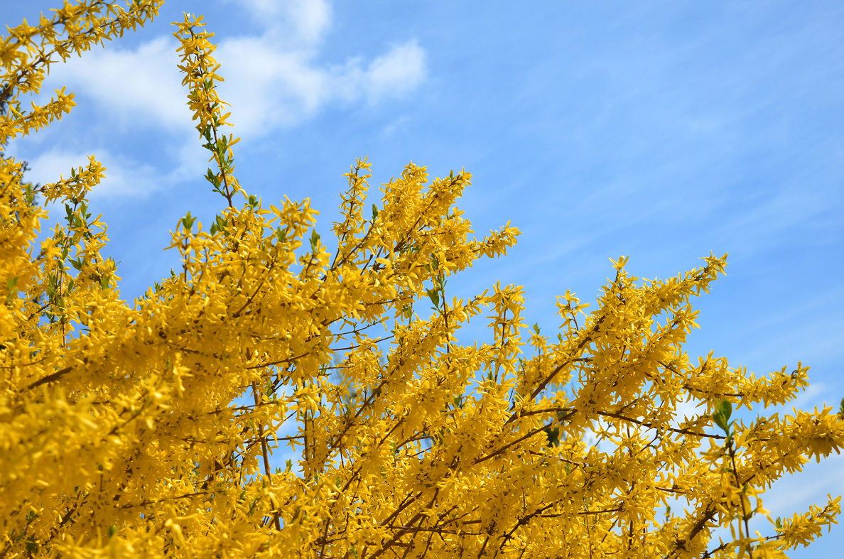 Yellow Trees