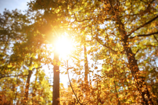 Sun shining through trees