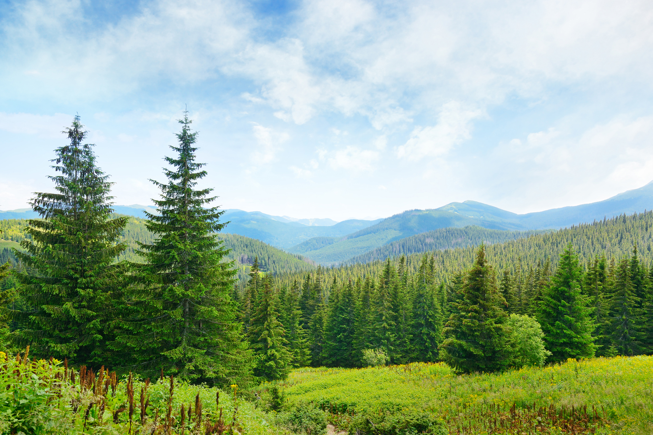 https://webcdn.beyond.ly/media/gkbb2grk/forest-and-sky.jpg?v=1d942097faca4e0