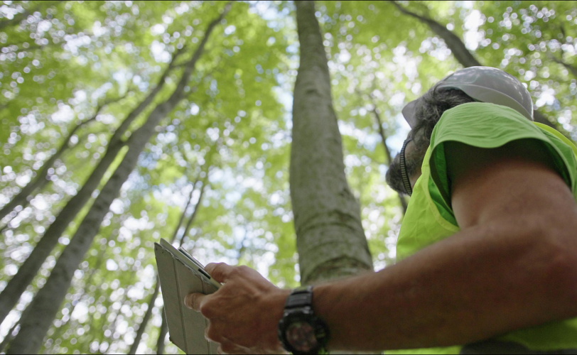 Man wearing PPE looking up at trees in a wood
