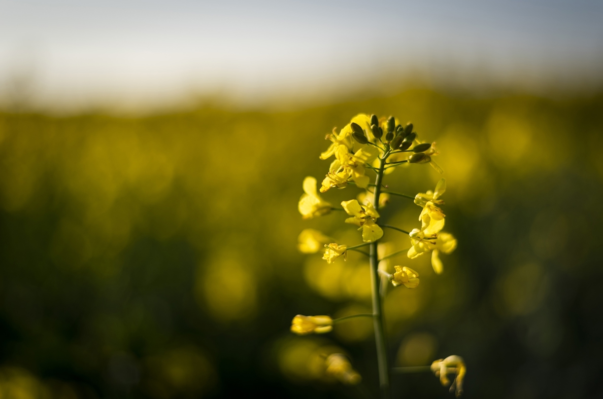 Closeup Canola Surrounded By Greenery Field Sunlight With Blurry